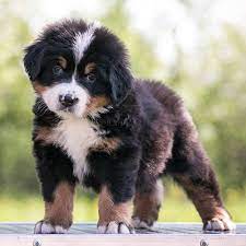 Find Your Perfect Companion: Adopt a Bernese Mountain Dog in the UK