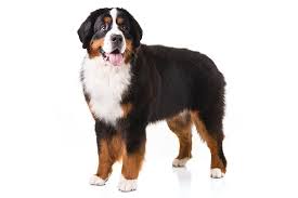 Discover the Majestic Charm of the Bernese Mountain Dog: A Loyal Companion from the Swiss Alps