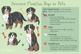 bernese mountain dog care