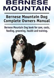 bernese mountain dog care guide uk