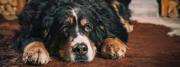 Touching Lives: Bernese Mountain Dog Charity Work Making a Difference in the UK