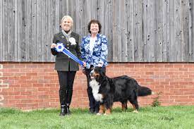 bernese mountain dog events northern uk