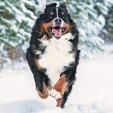 Prioritizing Bernese Mountain Dog Health in the UK: Ensuring the Well-being of a Beloved Breed