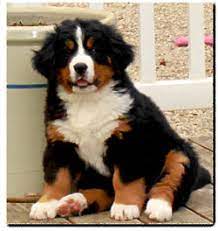 Discover Adorable Bernese Mountain Dog Puppies for Sale: Your Perfect Furry Companion Awaits!