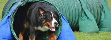 bernese mountain dog shows uk