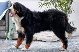 Discover the Majestic Charm of Bernese Mountain Dogs: Your Guide to the Gentle Giants of the Swiss Alps