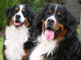 bernese puppies for sale uk