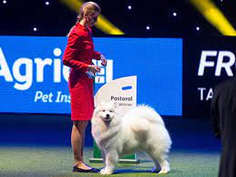 Unleashing Excellence: Dog Show Competitions in the UK