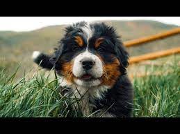 Discover the Irresistible Charm of Bernese Mountain Dog Puppies: Your Perfect Furry Companions Await!