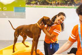 The Complete Guide to Dog Care: Ensuring the Well-being of Our Canine Companions