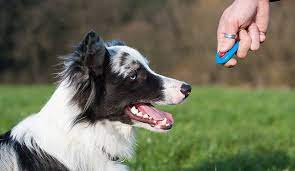 Mastering Canine Communication: The Power of Dog Training