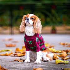 Pamper Your Pooch: The Ultimate Guide to Designer Dog Clothes