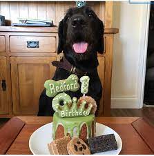 Indulge Your Pooch with Delicious Dog Birthday Cakes