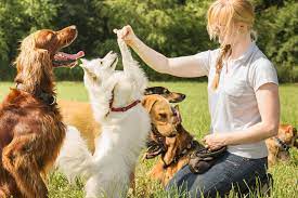 Enhancing Canine Connections: The Vital Role of Professional Dog Trainers