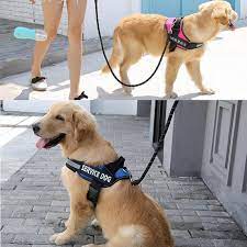 Enhancing Walks with a Personal Touch: The Benefits of Custom Dog Harnesses