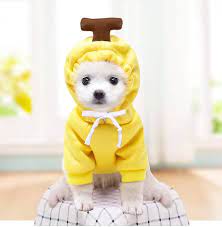 Stylish and Adorable: Embracing the Charm of Cute Dog Clothes