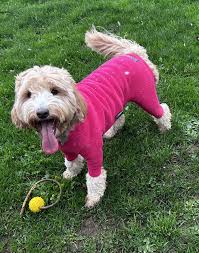 Discover Stylish Canine Fashion: Shop Dog Clothes Online Today!