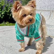 Elevate Your Pooch’s Style with Gucci Dog Clothes