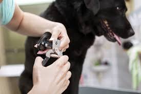 Essential Guide to Choosing the Right Pet Nail Trimmer for Your Furry Friend