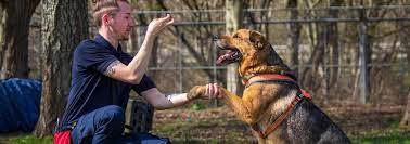 Mastering the Art of Training Dogs: A Guide to Canine Obedience and Behaviour
