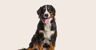 The Enchanting World of Bernese Mountain Dogs: Discover the Majesty of These Gentle Giants