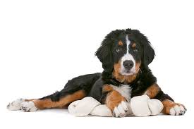 bernese dogs