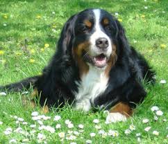 bernese breeders uk