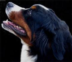 bernese mountain dog for sale uk