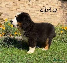 bernese mountain dog for sale uk only