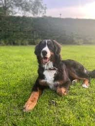 Bernese Mountain Dog Puppies for Sale in London: Find Your Furry Companion Today!