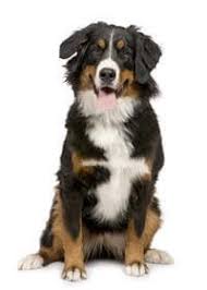 Quality Bernese Mountain Dog Puppies for Sale in the UK: Trusted Source – Kennel Club