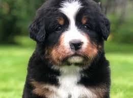 Bernese Mountain Dog Puppies for Sale in Wales: Find Your Furry Companion Today