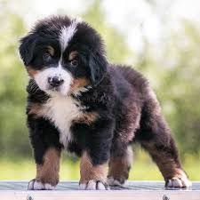 Discover the Joy of Raising a Bernese Mountain Dog Puppy