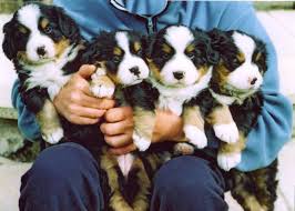 bernese mountain dog puppy for sale uk