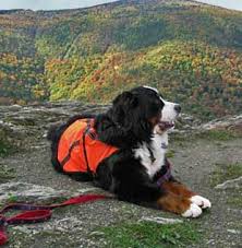 Saving Lives: Bernese Mountain Dog Rescue Mission