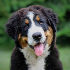 Discover Charming Bernese Puppies in the UK