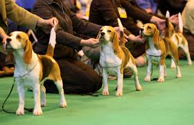 The Spectacular Showcase: Unveiling the Beauty of the Dog Show World