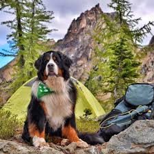 The Bernese Mountain Dog Club: Celebrating the Majesty of this Beloved Breed