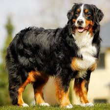 Understanding Bernese Mountain Dog Prices in the UK