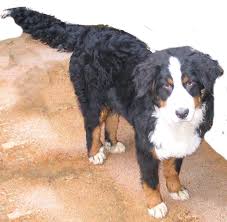 bernese mountain dog rescue uk