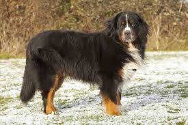 bernese rescue uk