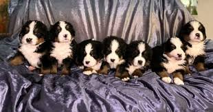 Labernese Puppies for Sale in the UK: Your Perfect Companion Awaits