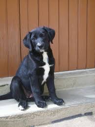 Discover Charming Labernese Puppies in the UK: Your Perfect Canine Companion Awaits!