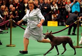 The Regal World of Show Dogs: Beauty, Grace, and Competition