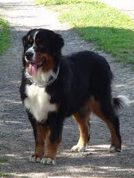 uk bernese mountain dog rescue