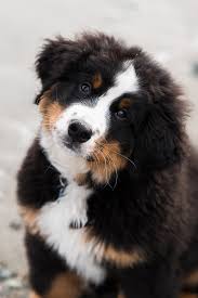 Embracing the Charm of a Berner Puppy: A Heartwarming Addition to Your Home