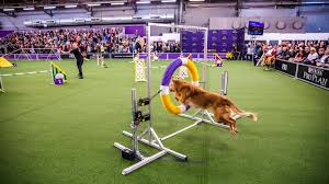 Unleashing Canine Excellence: The Enchanting World of Dog Shows