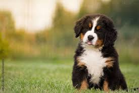 bernese puppies