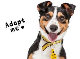 Finding Forever Homes: The Importance of Rehoming Pets