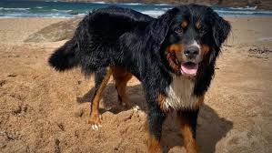 Rescue Bernese: Giving Hope to Bernese Mountain Dogs in Need